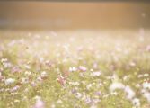vilda blommor