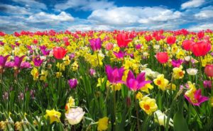 konstgjorda blommor