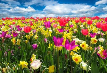 konstgjorda blommor