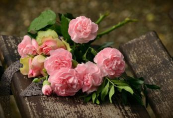 palettblad china rose