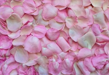 fina blommor