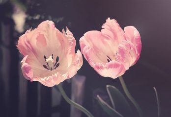 rosa blommor