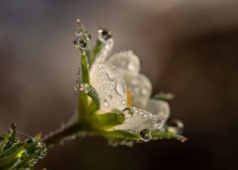 vackra blommor