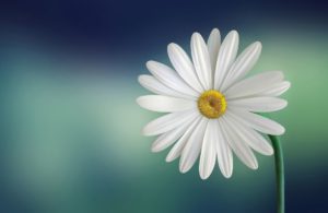 palettblad blomma